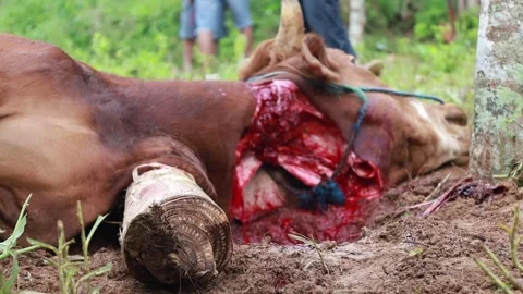 The process of slaughtering cows in slaughterhouses Stock Footage 279912479