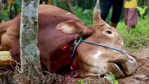 The process of slaughtering cows in slaughterhouses Stock Footage 279912492