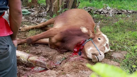 The process of slaughtering cows in slaughterhouses Stock Footage 279912624