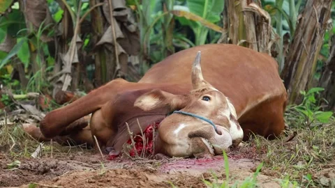 The process of slaughtering cows in slaughterhouses Stock Footage 279912625
