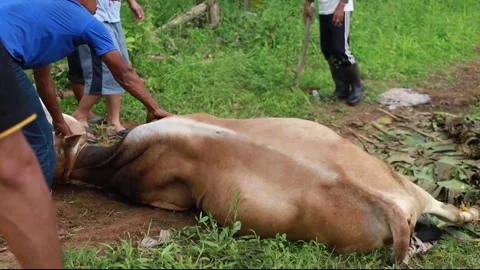 The process of slaughtering cows in slaughterhouses Stock Footage 279912643