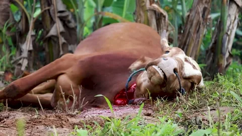 The process of slaughtering cows in slaughterhouses Stock Footage 279912701