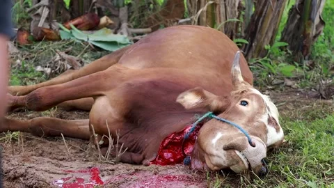 The process of slaughtering cows in slaughterhouses Stock Footage 279912702