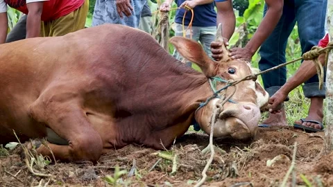 The process of slaughtering cows in slaughterhouses Stock Footage 279912703