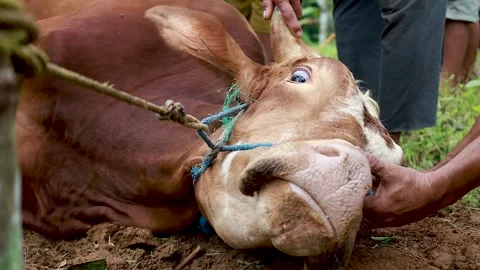 The process of slaughtering cows in slaughterhouses Stock Footage 279912756