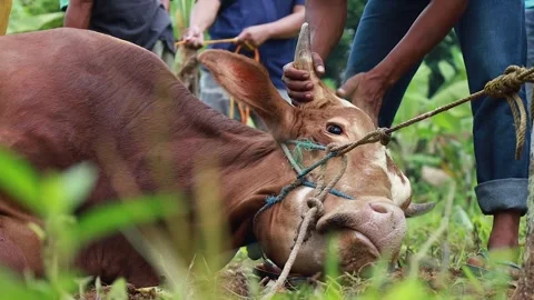 The process of slaughtering cows in slaughterhouses Stock Footage 279912764