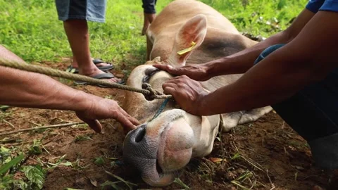The process of slaughtering cows in slaughterhouses Stock Footage 279913013