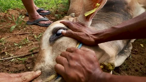 The process of slaughtering cows in slaughterhouses Stock Footage 279913096