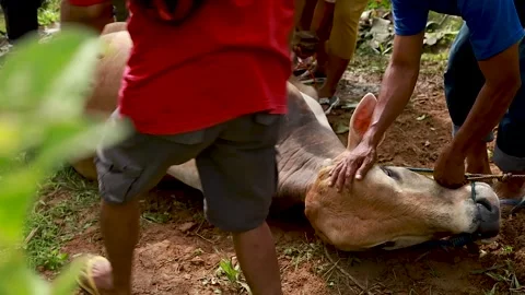 The process of slaughtering cows in slaughterhouses Stock Footage 279913097