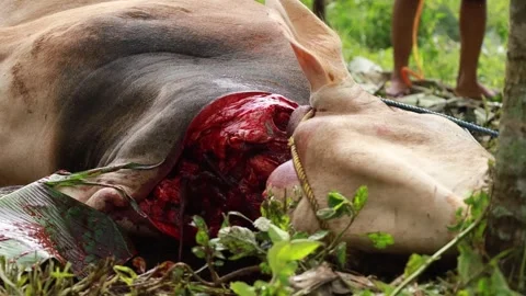 The process of slaughtering cows in slaughterhouses Stock Footage 279913100