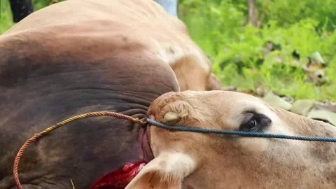 The process of slaughtering cows in slaughterhouses Stock Footage 279913222