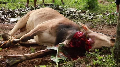 The process of slaughtering cows in slaughterhouses Stock Footage 279913229
