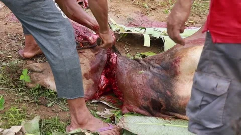 The process of slaughtering cows in slaughterhouses Stock Footage 279913238