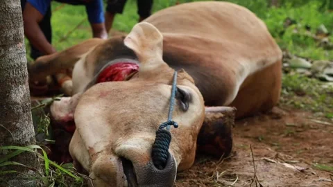 The process of slaughtering cows in slaughterhouses Stock Footage 279913247