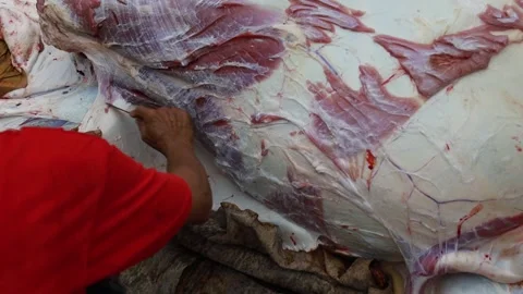 The process of slaughtering fresh beef in a slaughterhouse Stock Footage 279913230