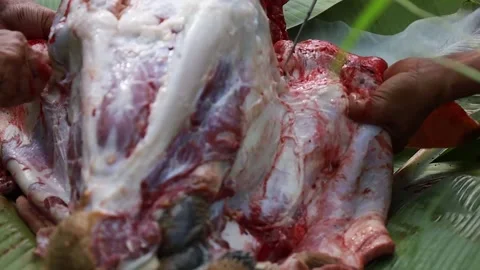 The process of slaughtering fresh beef in a slaughterhouse Stock Footage 279913420