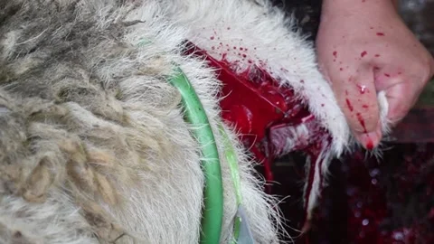 Process of slaughtering a sacrificial ram during Islamic Eid al adha Video stock 338047297