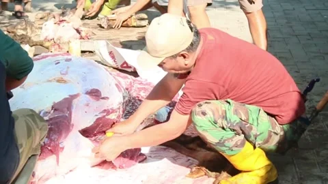 The process of slicing the meat of the Eid al-Adha sacrifice Video stock 278236918