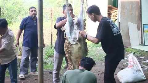 The process of slicing the meat of the Eid al-Adha sacrifice Stock Footage 278236921
