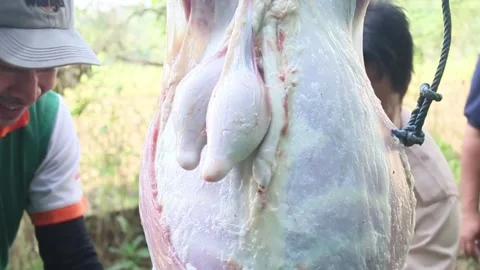 The process of slicing the meat of the Eid al-Adha sacrifice Video stock 278236932