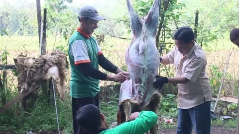 The process of slicing the meat of the Eid al-Adha sacrifice Video stock 278237070