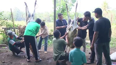 The process of slicing the meat of the Eid al-Adha sacrifice Stock Footage 280216022