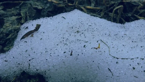 The process of snow melting in closeup 库存影片 258849506