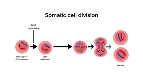 Process of somatic cell division, specifically mitosis, stages of cell division Stock Footage 287235171