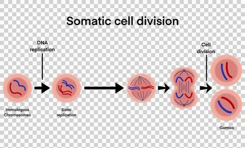 Process of somatic cell division, specifically mitosis, stages of cell division Stock Illustration