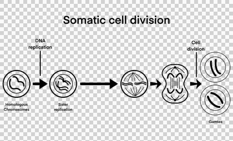 Process of somatic cell division, specifically mitosis, stages of cell division Stock Illustration