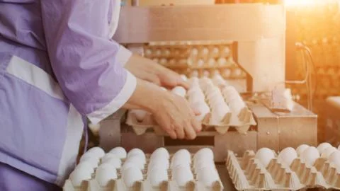 The process of sorting and culling chicken eggs at a poultry farm, sunset Stock Photos