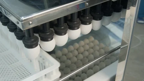The process of sorting chicken eggs with a suction machine Stock-Footage 295599761