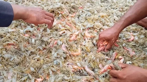 Process of sorting fresh shrimp, dead shrimp and shrimp shells Stock Footage 232109997