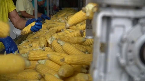 Process Of Sorting Ripe Juicy Corn Stock Footage 116201017