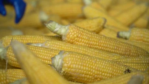 Process Of Sorting Ripe Juicy Corn Stock Footage 116201065