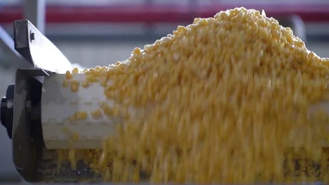 Process Of Sorting Ripe Juicy Corn Video stock 116201250