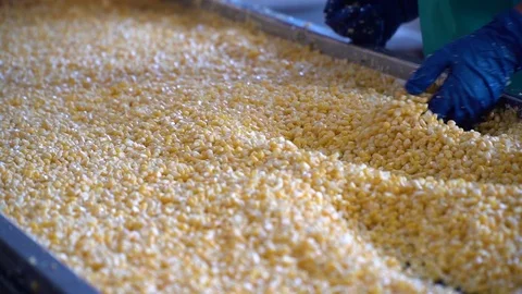 Process Of Sorting Ripe Juicy Corn Stock Footage 116201281