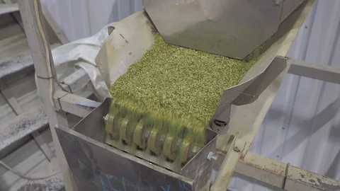 Process for sorting spices. Stock Footage 115272498