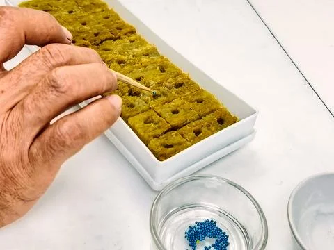 The process of sowing vegetables from seeds on rockwool seeding media for p.. Stock Photos