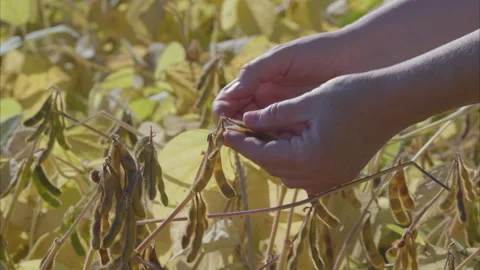 The process of Soybean Harvesting in Agricultural Fields during the Autumn Seaso Video stock 318388319
