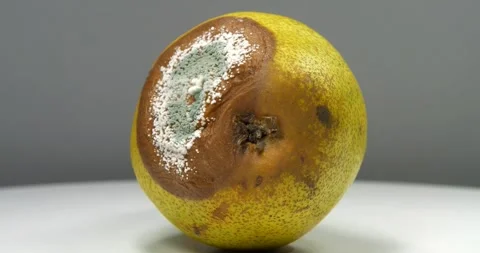 Process of spoiling the fruits. Rotten pear covered with mold on grey background Stock Footage 309103123