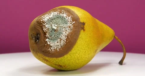 Process of spoiling the fruits. Rotten pear covered with mold on pink background Stock Footage 310737768