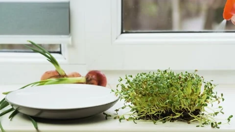 The process of sprouting Foenum-graecum commonly called fenugreek Stock Footage 232124581