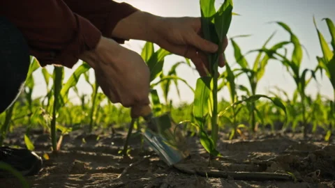 The process of studying corn growth a farmer in an open field carefully remo Stock Footage 345528670