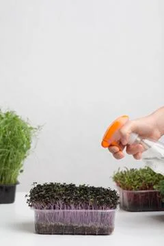 Process of taking care about microgreens on white table Foto stock