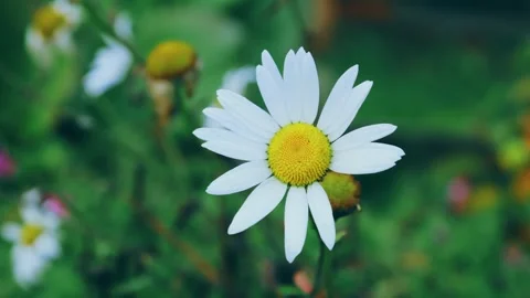 The process of tearing off petals from a chamomile Stock Footage 258854560