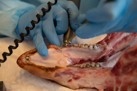 The process of training in dentistry. Stock Photos