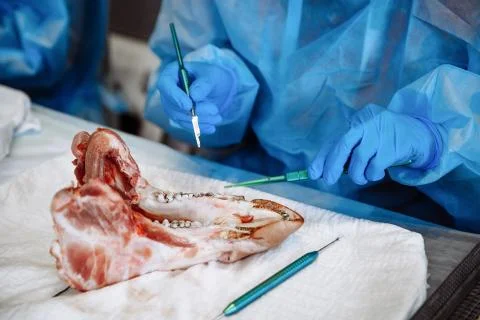 The process of training in dentistry. Foto stock