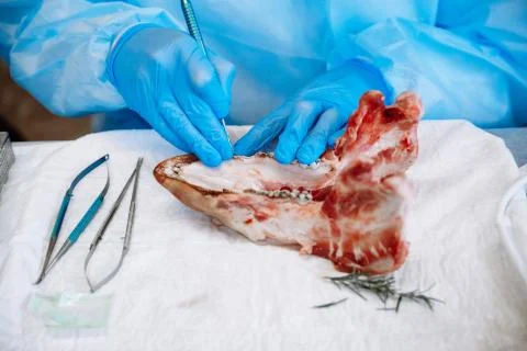 The process of training in dentistry. Stock Photos