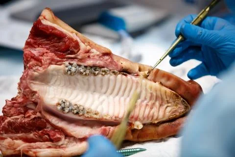 The process of training in dentistry. Stock Photos